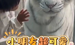 山东一动物园老虎因美貌火出圈，白皮肤、大眼睛、小翘鼻……全国网友不远万里来看
